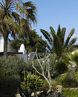 Palme im Garten des Hauses
