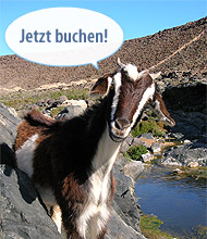 Ziege